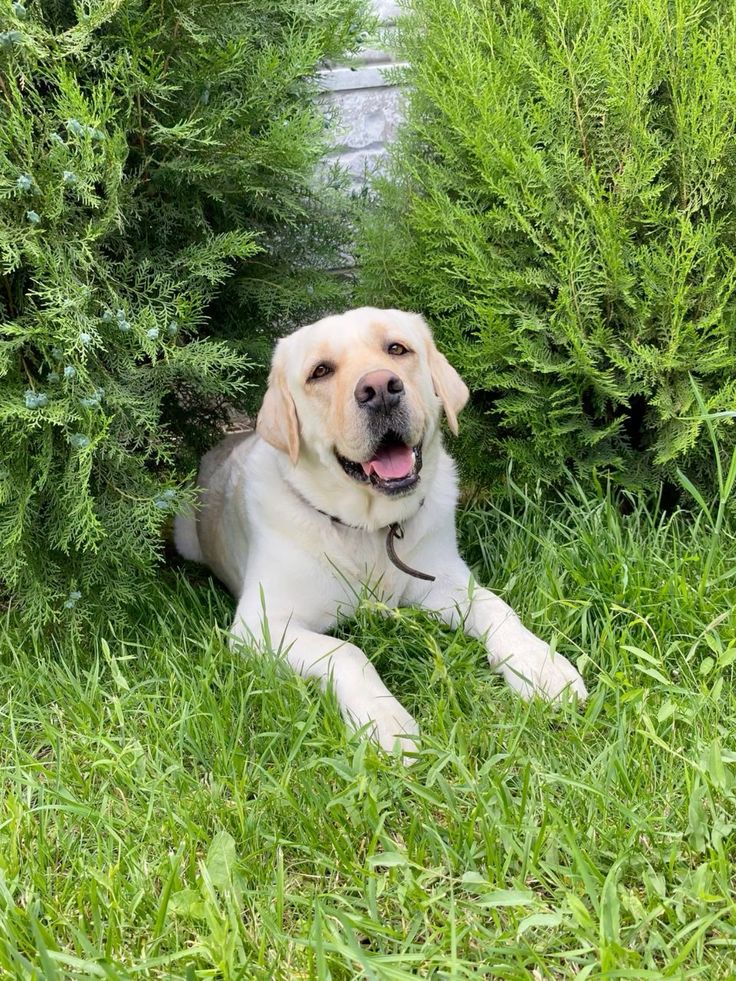 Water Levels That Indicate Your Dog Is Drinking Too Much