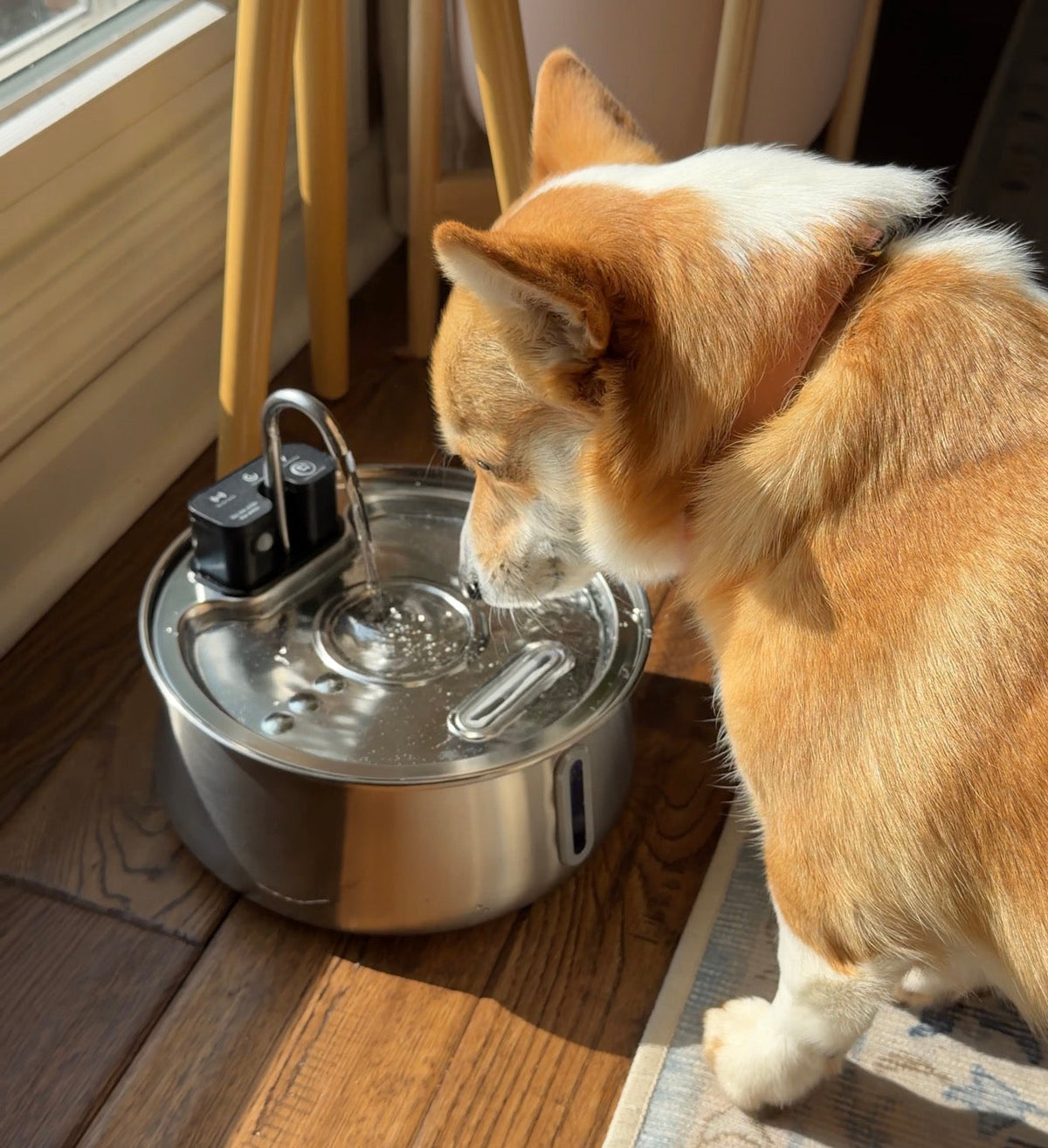 How To Get Your Dog To Drink More Water