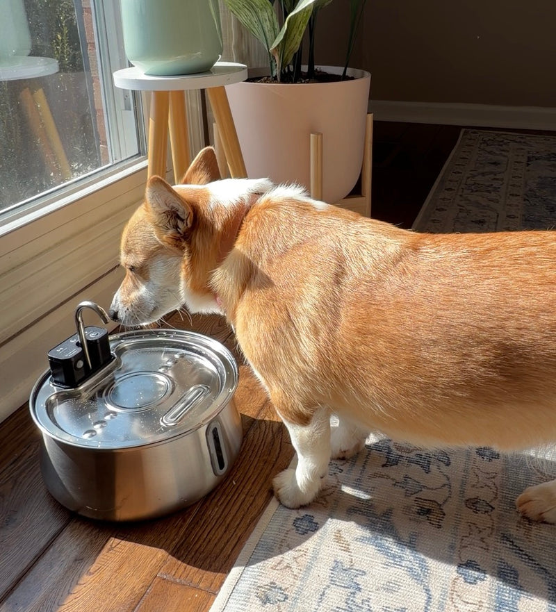 LA FUENTE DE AGUA PARA GATOS #1, AHORA HECHA PARA PERROS
