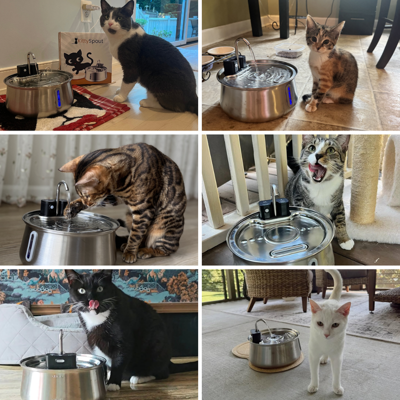 Más de 600,000 dueños de mascotas nos confiaron a sus gatos